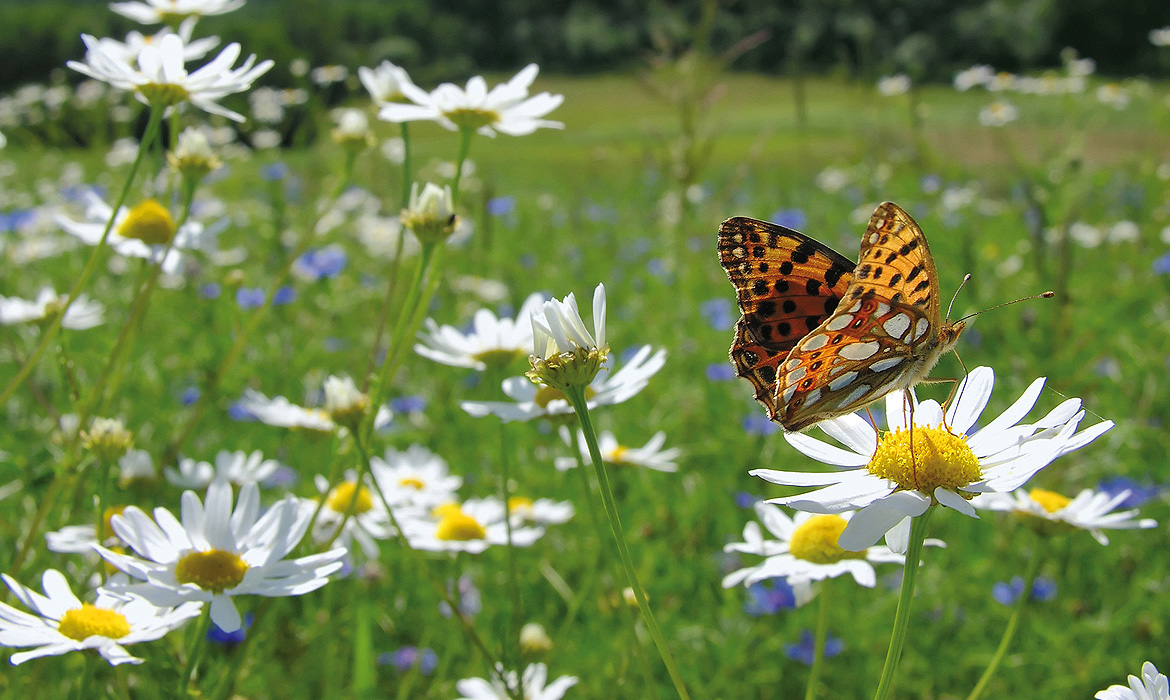 Schmetterling
